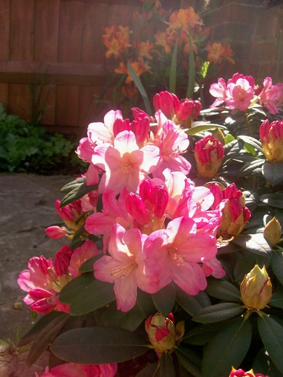 28_4_3.jpg (Rhododendron)