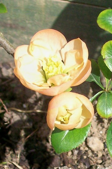 Chaenomeles japonica 'Geisha Girl' (Chaenomeles japonica)