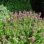 Origanum_vulgare