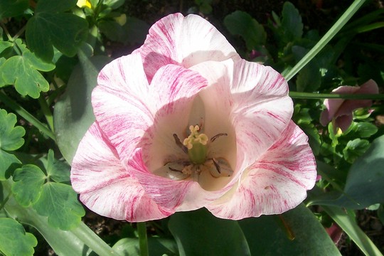 A garden flower photo (Tulipa)