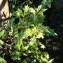 Osmanthus heterophyllus