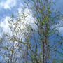 Bamboo