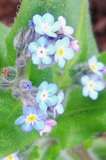 27_4_13.jpg (Myosotis alpestris (Alpine Forget-me-not))