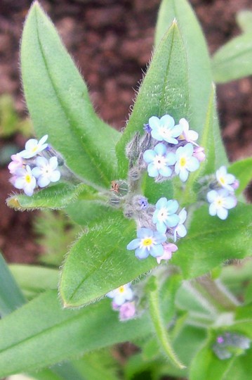 27_4_12.jpg (Myosotis alpestris (Alpine Forget-me-not))