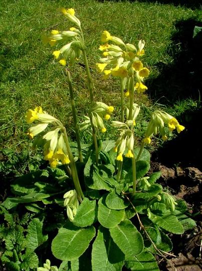 A garden flower photo