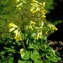 Cowslips