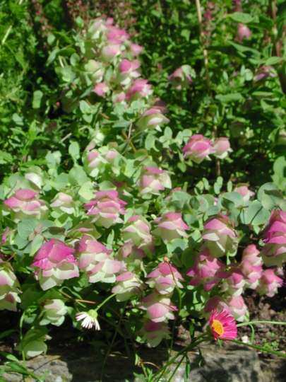 Origanum 'Kent Beauty' (Origanum 'Kent Beauty')