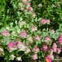 Origanum_kent_beauty