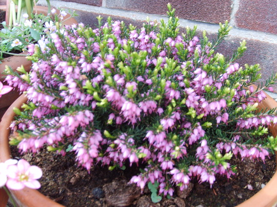 purple heather (calluna vulgaris)