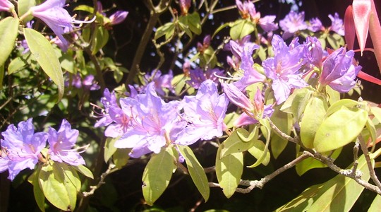 unknown rhododendron (rhododendron)