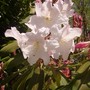 Pict0017