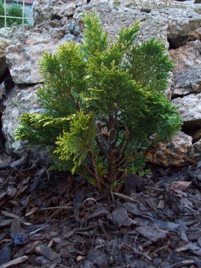 Dwarf Conifer