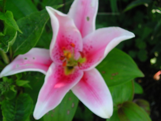 Lily (Lilium)