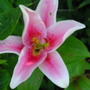 Lily