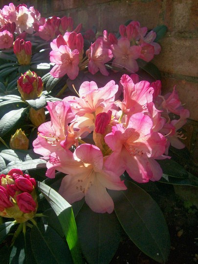 28_4_2.jpg (Tulipa)