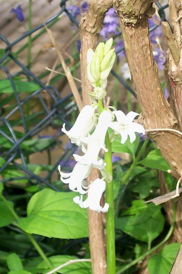 27_4_20.jpg (Hyacinthoides non-scripta)