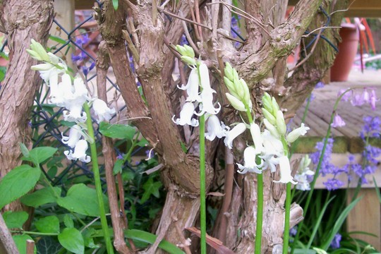 29_4_5.jpg (Hyacinthoides non-scripta)