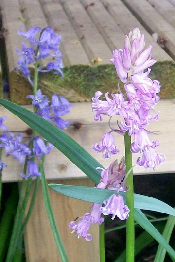 29_4_6.jpg (Hyacinthoides non-scripta)