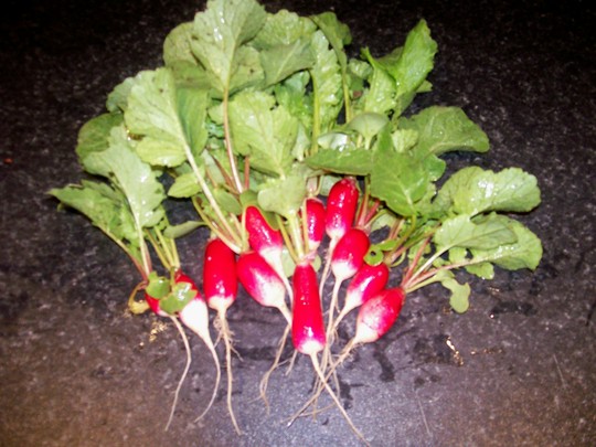 russel_radishes.jpg (Armoracia rusticana (Horse Radish))