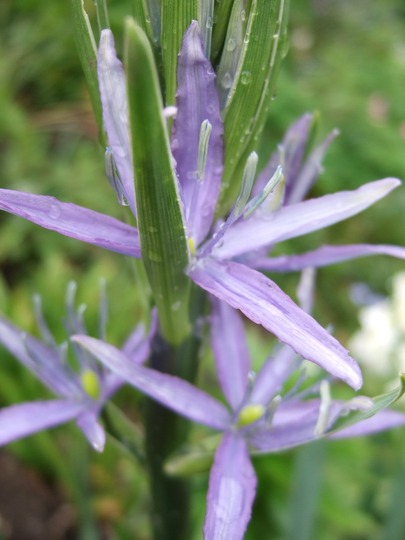 Camassia (Camassia)