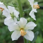 Verbascum__flash_of_white_
