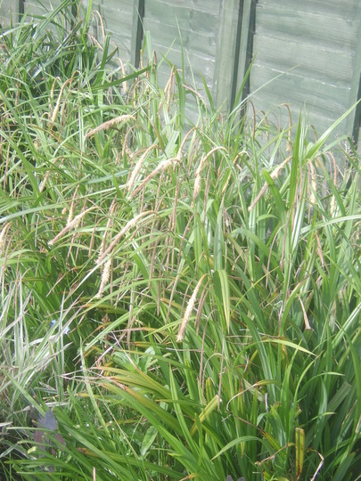 Grasses in flower