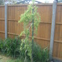 28th_april_08_012