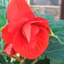 Garden_jul_07_040