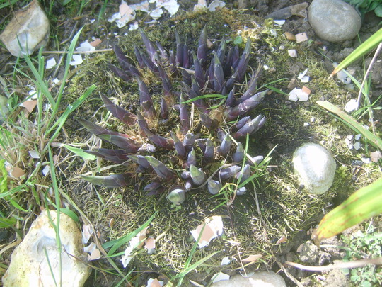 Hosta