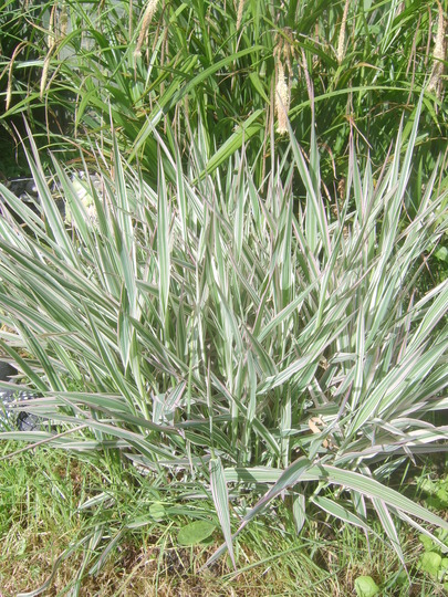 Grasses