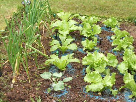 My Veggie Patch!