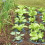 Veg_patch_01_-_07