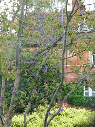 Clematis alpina 'Helsingborg' (Clematis alpina 'Helsingborg')