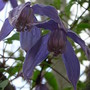Clematis_alpina__helsingborg__-_close-up