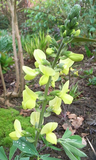 Thermopsis lanceolata (Thermopsis lanceolata)