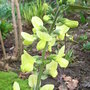 Thermopsis