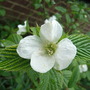 Rhodotypos_scandens