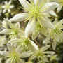 Clematis_x_cartmanii__moonbeam__-_close-up