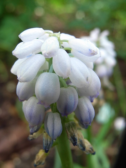 Unnamed variety (Muscari)