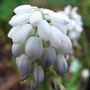 Unnamed_muscari_variety