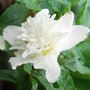 Anemone_sylvestris__flore_pleno_