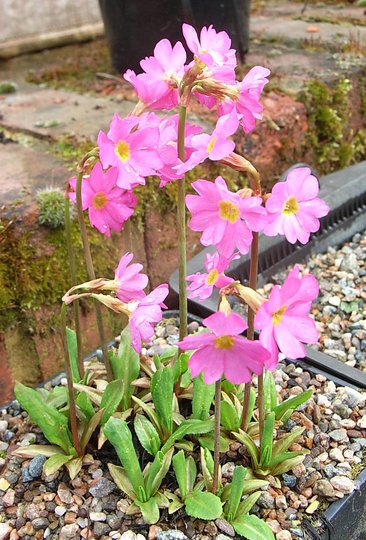 Primula rosea (Primula rosea)