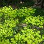 Euphorbia_1