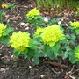 Euphorbia_polychroma