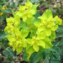 Euphorbia_polychroma_-_close-up