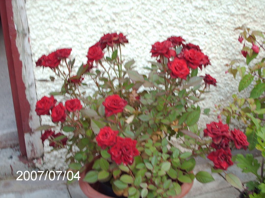 rose