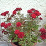 My_documents_my_pics019