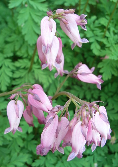 Dicentra formosa (Dicentra formosa)