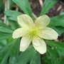 Anemone_x_lipiensis