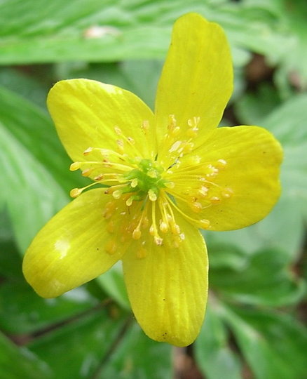 Anemone ranunculoides (Anemone ranunculoides)